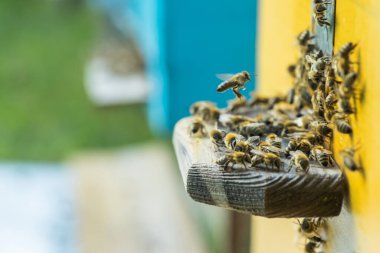 Aralı entrancebees dan dışarı sürünme. Honey-Bee kolonisi kovanları balçiarısı yağmalayarak korur. Arılar honeyflow 'dan sonra Arı kovanından geri döner. Arıcılık girişinde arı koruyucusu. Swarm kolayca hived