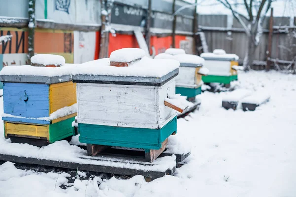 冬雪中 蜂窝在花园里 冬季过后 蜜蜂在新鲜空气中过冬 去年12月在欧洲的蜂群 多壳蜂房的旧式蜂窝 — 图库照片