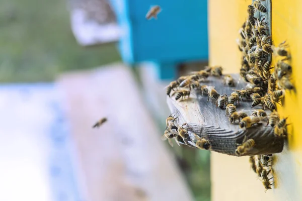꿀벌의 입구에서 식민지는 벌집을 벌집을 합니다 꿀벌은 꿀벌의 벌집으로 돌아옵니다 — 스톡 사진