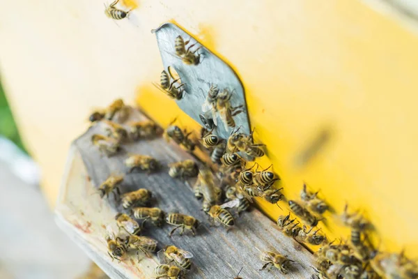 Beehive Entrancepszczoły Pełzanie Obecnie Honey Bee Kolonii Straży Ula Grabieży — Zdjęcie stockowe