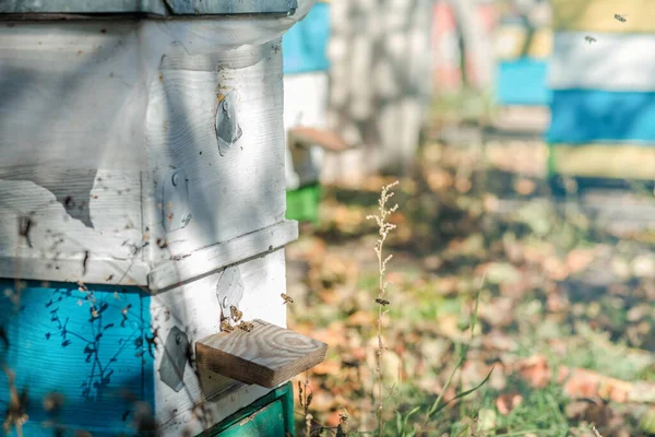 Kolonia Pszczół Chroni Przed Grabieżą Rosy Miodowej Kolorowe Drewniane Uli — Zdjęcie stockowe