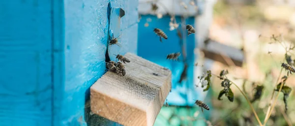 Пчёл Улеев Вырываются Пчелы Пчелиная Колония Охраняет Голубой Улей Мародерства — стоковое фото