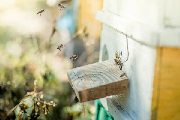 Ula Wyłażą Pszczoły Roje Ochrona Kolonii Pszczół Miodnych Niebieskim Ulu — Zdjęcie stockowe