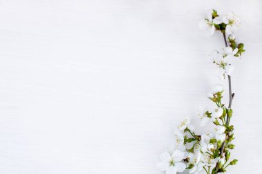 Beyaz arka planda kiraz çiçekleri