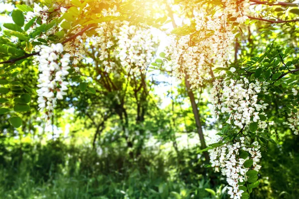 stock image Collect nectar from the white flowers of pseudoacacia c on a summer day. Fresh foliage on flowering acacia with a spicy aroma.