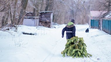Karda büyük yeşil bir çam ağacı. Bir çocuk kış panayırından Rozhdetsvo 'ya alınmış bir Noel ağacını sürüklüyor.