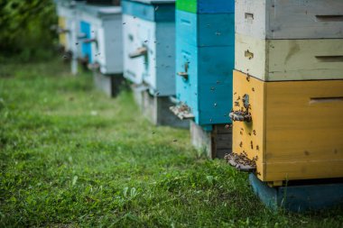 Arı kovanlarıyla dolu bir arka plan. Uçan arılara yaklaş. Tahta arı kovanı ve arılar. Arı kovanının girişinde bir sürü arı var. Tahtada çalışan arılar. Arı kovanının çerçeveleri.