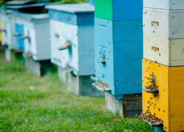 Bal arısı kovanları yaz aylarında arıların kovanına girer. Arı kovanında akşam. Arılar kovanlara geri dönüyor. Uçan bir sürü arı.