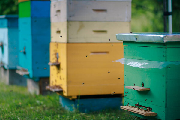 Different hives in the apiary. Single and multiple hives. Green single body hive and returning bees.