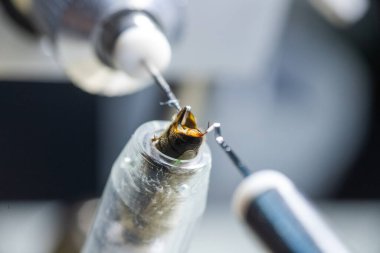 Sekizinci adım: Kraliçe arıların yapay döllenme aracı. Safkan bal arıları yetiştiriyor. Suni üreme teknisyenlerinin dölleyicileri. Kraliçe arıyı hamile bırakmak için kullanılan tabancalar.