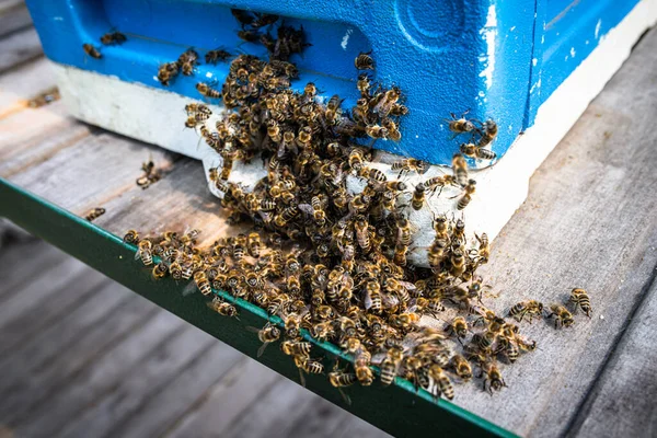 Pszczoły Zabijają Olbrzymiego Szerszeni Pomocą Ciepła Pobliżu Ula Jądra — Zdjęcie stockowe