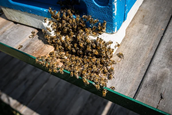 Apis Mellifera Формує Міцний Навколо Шершня Збільшує Температуру Бджоли Вбивають — стокове фото
