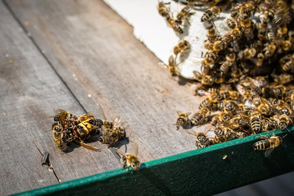 Бджоли Тримають Темп Стійкий Повільного Кухарського Шершня Біля Входу Вулик — стокове фото