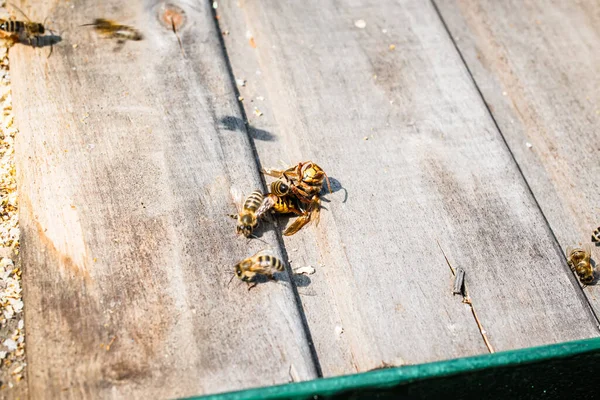 蜂は核の巣の近くで熱で巨大なホーネットを殺す — ストック写真