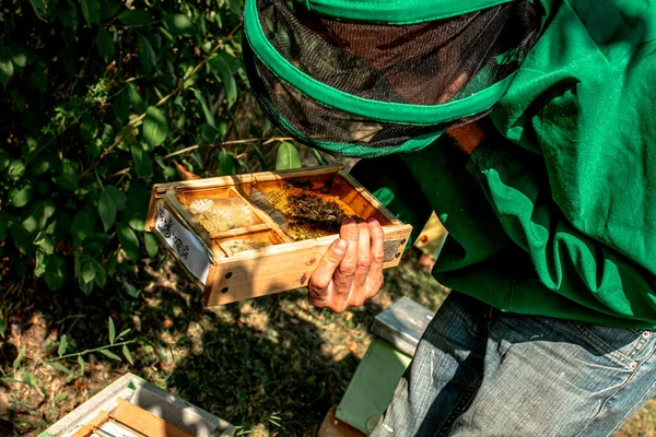 Törzsi Telivér Méhkirálynő Címkével Üveg Mögötti Magban Méhanyák Tenyésztése Méhek — Stock Fotó