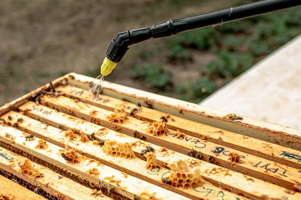Beekeeper Watering Wooden Frame Sprayer Open Bee Hive — Stock Photo, Image