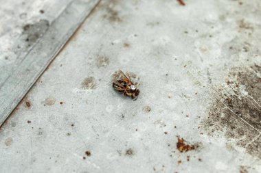 Etiketli ölü fetal kraliçe arı. Bal arılarının üreme materyali. Kovandaki arı kraliçesini yeniden ekmekte başarısız oldu. Sinyal. Yanlış yer değiştirme. Çalışan arılar kraliçe arıları öldürür..