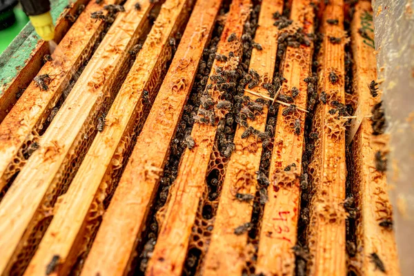 Offener Bienenstock Mit Tellern Von Varroamilben Krankheiten Der Bienen Und — Stockfoto