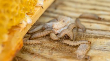 Waxworms, caterpillar larvae of wax moths, on damaged beeswax, frame with waxed wax moth. clipart