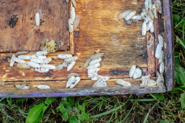 Tamamen büyümüş larvalar, gövdeye ya da gövdeye yapışan tarak kalıntıları içinde kozalar oluştururlar. Larvalar kozaları sağlamlaştırmak için çürük çiğnerler ve çerçeveye kalıcı hasar verilir.