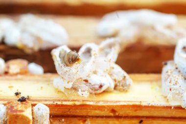 Tamamen büyümüş larvalar, gövdeye ya da gövdeye yapışan tarak kalıntıları içinde kozalar oluştururlar. Larvalar kozaları sağlamlaştırmak için çürük çiğnerler ve çerçeveye kalıcı hasar verilir.