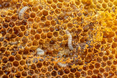 Balmumu solucanları, balmumu güvelerinin tırtıl larvaları, hasarlı balmumu üzerinde, balmumu güveli çerçeve.