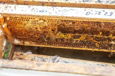 Tamamen büyümüş larvalar, gövdeye ya da gövdeye yapışan tarak kalıntıları içinde kozalar oluştururlar. Larvalar kozaları sağlamlaştırmak için çürük çiğnerler ve çerçeveye kalıcı hasar verilir.