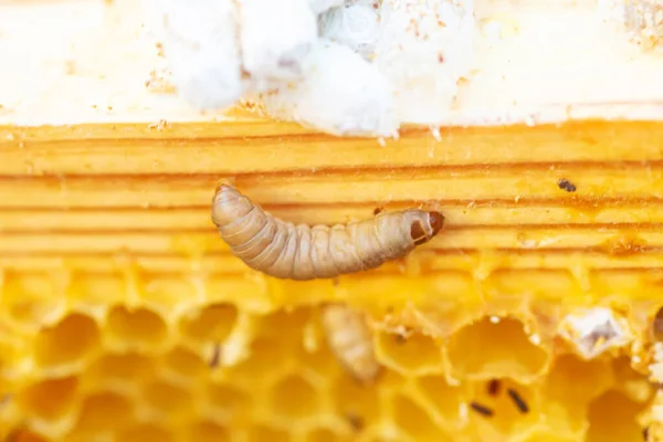 Waxworms Caterpillar Larvae Wax Moths Damaged Beeswax Frame Waxed Wax — Stock Photo, Image