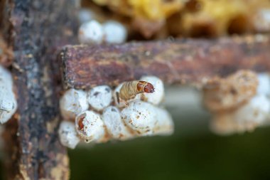 Tamamen büyümüş larvalar, gövdeye ya da gövdeye yapışan tarak kalıntıları içinde kozalar oluştururlar. Larvalar kozaları sağlamlaştırmak için çürük çiğnerler ve çerçeveye kalıcı hasar verilir.