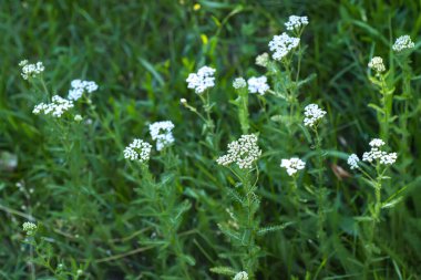 Achillea millefolium, korkuluk ya da sıradan kiraz ağacı güneşteki çayırda beyaz çiçekler