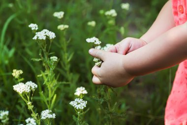 Tedavi amaçlı bitkilerin toplanması Achillea millefolium, korkuluk ya da güneş altındaki çayır beyaz çiçekleri