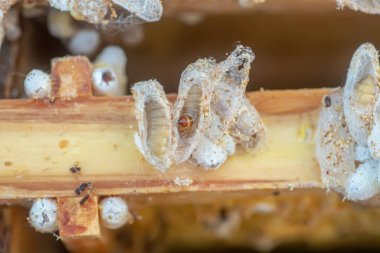 Tamamen büyümüş larvalar, gövdeye ya da gövdeye yapışan tarak kalıntıları içinde kozalar oluştururlar. Larvalar kozaları sağlamlaştırmak için çürük çiğnerler ve çerçeveye kalıcı hasar verilir.