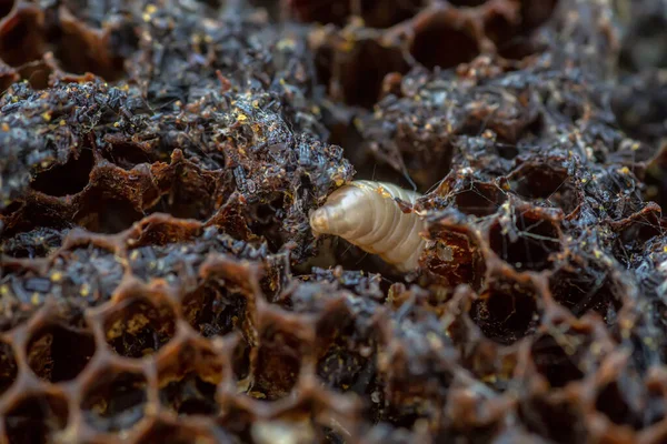 Voskové Larvy Infikovaném Včelím Hnízdě Kryt Úlu Infikován Voskovou Můrou — Stock fotografie