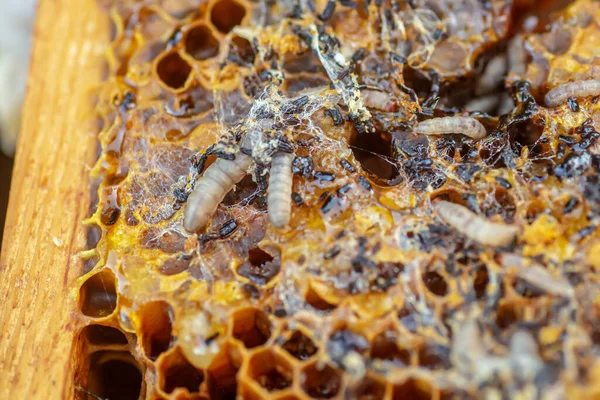 損傷した蜜蝋の上にワックス蛾の毛虫幼虫ワックス蛾のフレーム — ストック写真