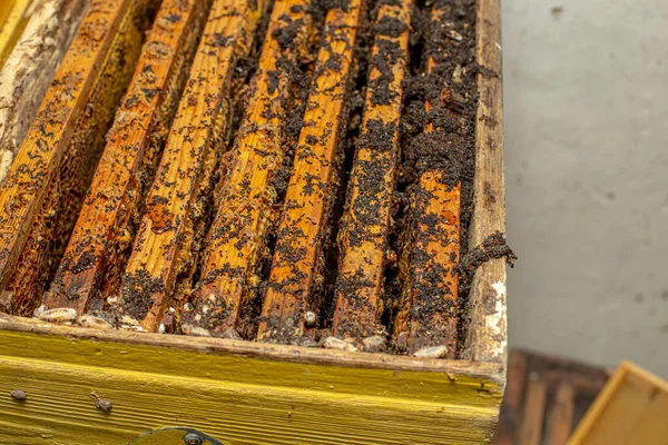 Wachsmottenlarven Einem Infizierten Bienennest Der Deckel Des Bienenstocks Ist Mit — Stockfoto