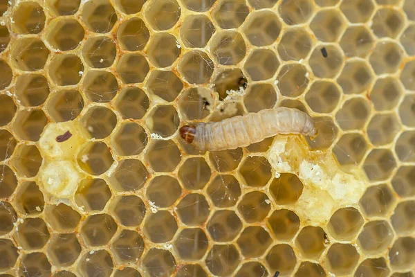 Wachswürmer Raupenlarven Von Wachsmotten Auf Beschädigtem Bienenwachs Rahmen Mit Wachsmotte — Stockfoto