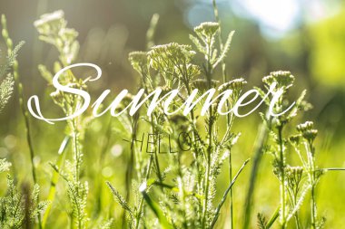 Merhaba Summer diye mesaj at. Achillea millefolium, korkuluk ya da sıradan kiraz ağacı güneşteki çayırda beyaz çiçekler