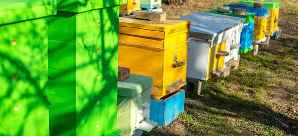 Hintergrund Sind Bienenstöcke Bienenstöcke Mit Honigbienen Auf Grünem Gras Bienen — Stockfoto