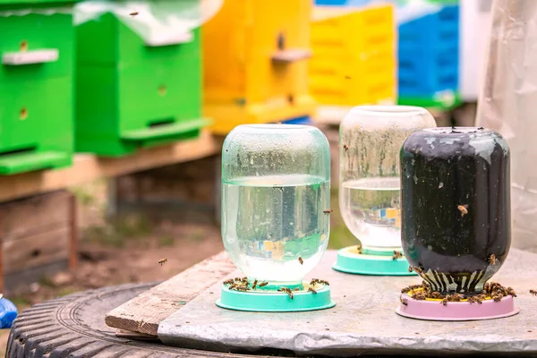 Trinker Für Bienen Eine Drei Liter Lanze Mit Wasser Für — Stockfoto