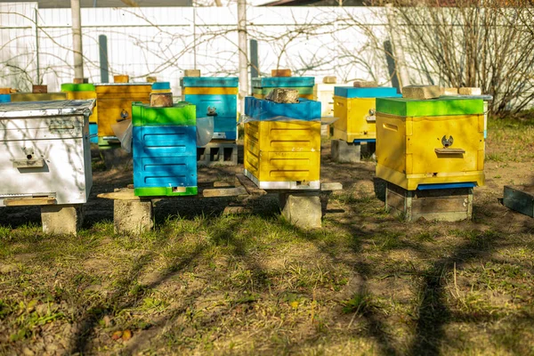 夏天有五颜六色的木制和塑料蜂房 阿皮里站在院子里 寒冷的天气和蜂窝里的蜜蜂 — 图库照片
