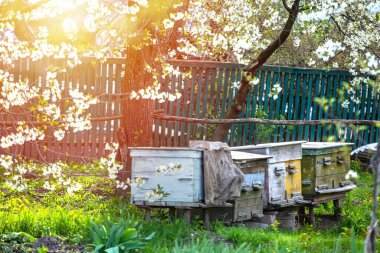Arı kovanlı çiçek açan bahçe. Arılar elma ağaçlarının altında çiçek açarlar. Arkaplanda kırmızı laleler var. Yumuşak odak.