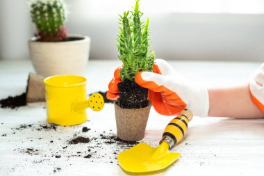 İçeriye elle sulu çiçekleri yerleştirmek, evde bir çiçek nakletmek. Evde nakil bitkileri. Kökleri olan sulu bir bitki..