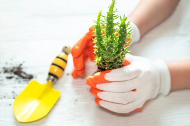 Evde Zamioculcas çiçeği saksısını değiştiren eller, evdeki çiçek nakli. Evdeki bitkilerin yeniden yerleştirilmesi. zamioculcas köklü bitki. Saksı ya da nakil bitkileri. Çiçek..