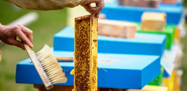 Beekeeper Working Bees Beehives Apiary Bees Honeycomb Frames Bee Hive — Stock Photo, Image
