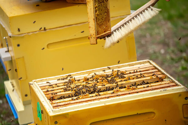 Пчеловод работает с пчелами и ульями на пасеке. Пчелы на сотах. Рамки пчелиного улья. Пчеловодство. Милый. Здоровое питание. Природные продукты