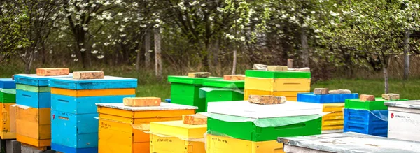 Bloeiende Tuin Met Bijenstal Bijen Groeien Onder Bloeiende Bomen Van — Stockfoto