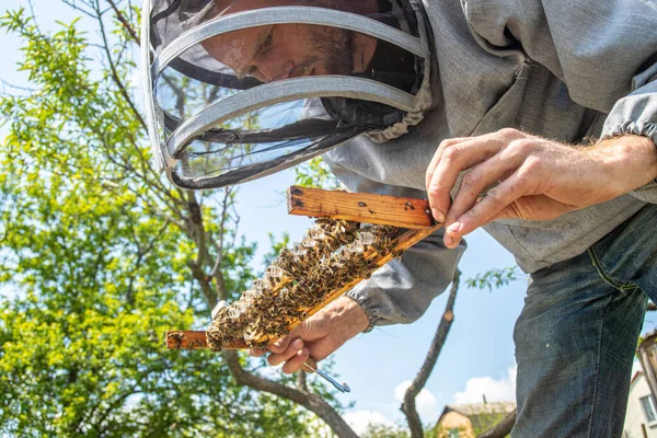 Μελισσοκομείο Βασίλισσες Μέλισσες Έτοιμο Βγει Για Αναπαραγωγή Βασίλισσες Μελισσών Βασιλικός — Φωτογραφία Αρχείου