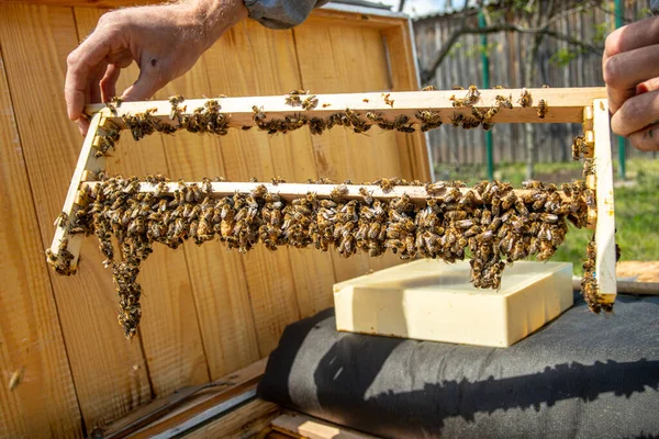apiary with queen bees, ready to go out for breeding bee queens. Royal jelly in plastic queen cells