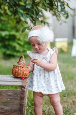 Kız sepetinde kiraz çileği topluyor. Elle organik bir bahçede hasat.