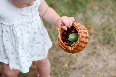 Dokuma sepetinde yeşil yapraklı olgun kiraz meyveleri. Bahçeden taze kiraz toplayan küçük bir kız meyve bahçesindeki kiraz ağacından doğayı inceliyor.